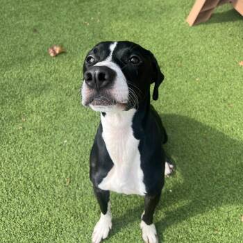 Duke -  Treeing Walker Coonhound and Mixed Breed Dog for Adoption in Gainesville, Georgia - Duke | PetCurious