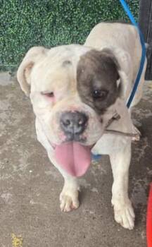 American Bulldog and Mixed Breed Dogs Available for Adoption - 60153884 | PetCurious