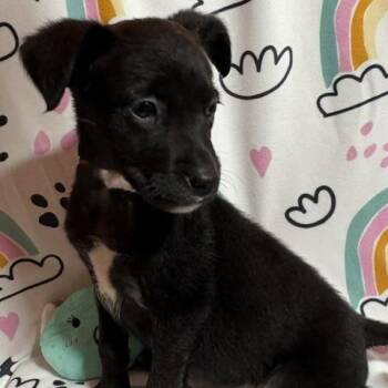 Trixie -  Labrador Retriever Dog for Adoption in Brookeville, Maryland - Trixie | PetCurious