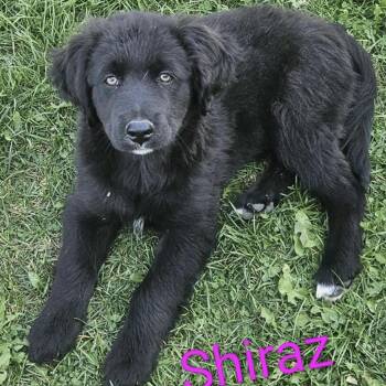 Rescue Mixed Breed Dogs for Adoption in Niagara Falls, Ontario - Shiraz (20250802-02) | PetCurious