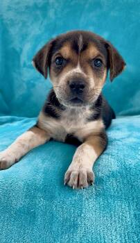 Husky Dogs Available for Adoption - River | PetCurious