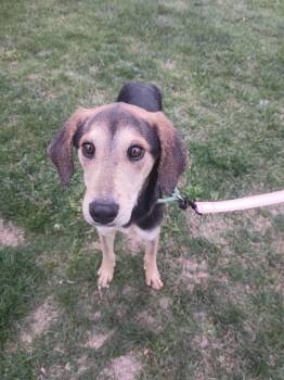 Rescue Hound Dogs for Adoption in Saint Clairsville, Ohio - Molly | PetCurious
