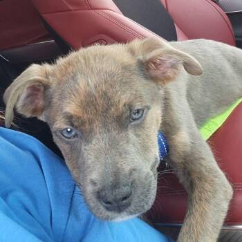 Pit Bull Terrier Dogs Available for Adoption in New London, Wisconsin - Wrangler | PetCurious