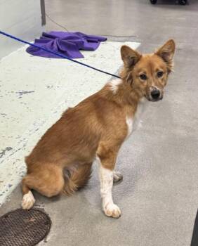 Australian Shepherd and Labrador Retriever Dogs Available for Adoption - COKIE | PetCurious