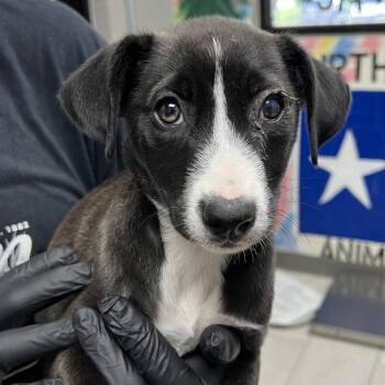 Nana -  Mixed Breed Dog for Adoption in Lufkin, Texas - Nana | PetCurious