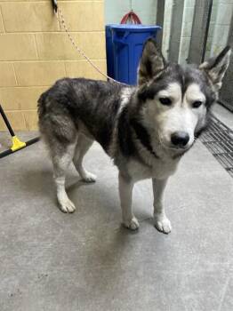 Siberian Husky Dogs Available for Adoption in Stockton, California - OPOSSUM | PetCurious
