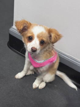 Rescue Chihuahua and Pomeranian Dogs for Adoption in Milton, Georgia - Crimson Kai | PetCurious