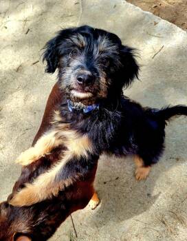 Schnauzer and Labradoodle Dogs Available for Adoption in Brighton, Tennessee - Shadow (Donna-fostered In New England) | PetCurious
