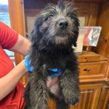 Maui -  Terrier and Mixed Breed Dog for Adoption in Birmingham, Alabama - Maui | PetCurious