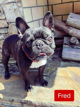Rescue French Bulldog Dogs for Adoption in Stockbridge, Georgia - Fred | PetCurious