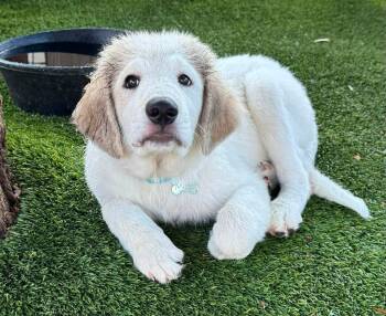 Georgie -  Great Pyrenees Dog for Adoption in Fort Worth, Texas - Georgie | PetCurious