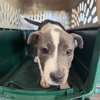 Paris -  Pit Bull Terrier Dog for Adoption in Birmingham, Alabama - Paris | PetCurious