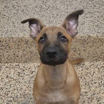 Shepherd Dogs Available for Adoption in Aiken, South Carolina - Baljeet 63287 | PetCurious
