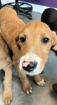 German Wirehaired Pointer Dogs Available for Adoption in Salt Lake City, Utah - *Banjo* | PetCurious