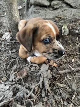 Glory -  Dachshund and Golden Retriever Dog for Adoption in Roxboro, North Carolina - Glory | PetCurious