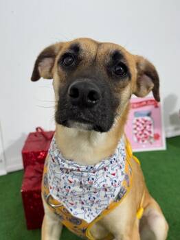 German Shepherd Dog and Boxer Dogs Available for Adoption - Luca | PetCurious