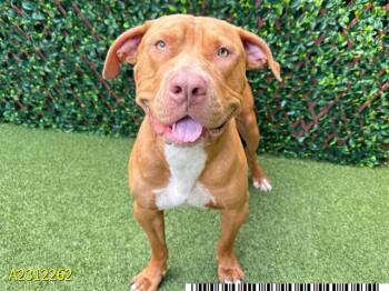 Rescue Mixed Breed Dogs for Adoption in West Palm Beach, Florida - BIGGIE | PetCurious