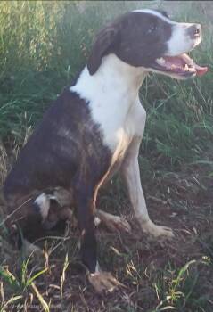Gil -  Mountain Cur Dog for Adoption in Mena, Arkansas - Gil | PetCurious