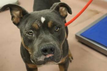 Rescue Mixed Breed Dogs for Adoption in Columbia, South Carolina - SAGE | PetCurious