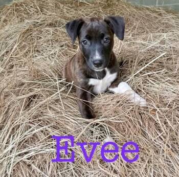 Evee -  Terrier Dog for Adoption in Semmes, Alabama - Evee | PetCurious
