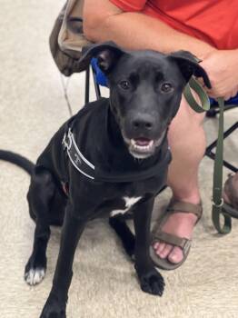 Rescue Black Labrador Retriever Dogs for Adoption in Palm Coast, Florida - Jax | PetCurious