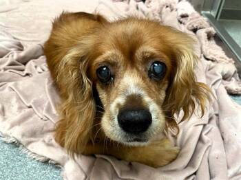 CHARM -  Cocker Spaniel Dog for Adoption in Tustin, California - CHARM | PetCurious