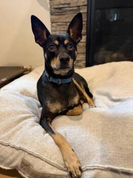 Do not reduce adoption fee -  Miniature Pinscher and Chihuahua Dog for Adoption in Friendswood, Texas - Do Not Reduce Adoption Fee | PetCurious