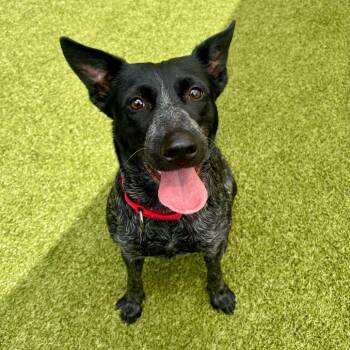 Cattle Dog Dogs Available for Adoption in Titusville, Florida - Jetty | PetCurious