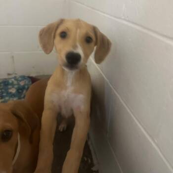 Carrie -  Black Labrador Retriever and Beagle Dog for Adoption in Enterprise, Alabama - Carrie | PetCurious