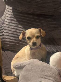 Chihuahua Dogs Available for Adoption in Albuquerque, New Mexico - Lady | PetCurious