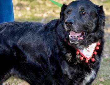 Retriever Dogs Available for Adoption in Princeton, Massachusetts - Shadow | PetCurious