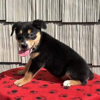 Cowbell -  Australian Shepherd and Mixed Breed Dog for Adoption in Cincinnati, Ohio - Cowbell | PetCurious