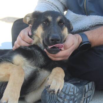 Jill -  German Shepherd Dog Dog for Adoption in Yucca Valley, California - Jill | PetCurious