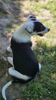 Australian Shepherd and Australian Cattle Dog Blue Heeler Dogs Available for Adoption in West Peoria, Illinois - Wicket | PetCurious