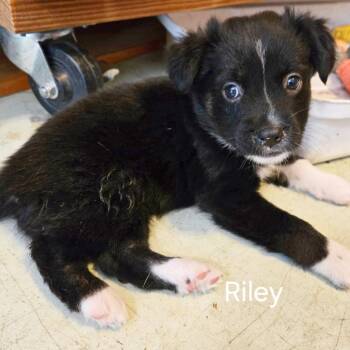 Riley -  Husky and Mixed Breed Dog for Adoption in Lewisville, Texas - Riley | PetCurious