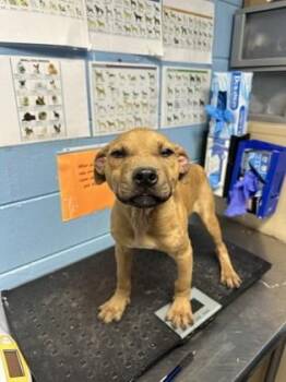 Pit Bull Terrier and Mixed Breed Dogs Available for Adoption - Quvo | PetCurious