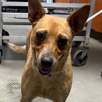 Ducky -  Cattle Dog and Mixed Breed Dog for Adoption in Yuma, Arizona - Ducky | PetCurious
