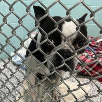 Maddox -  Boston Terrier Dog for Adoption in Port Charlotte, Florida - Maddox | PetCurious