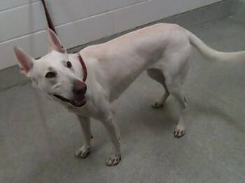 VALKYRIE -  German Shepherd Dog and Carolina Dog Dog for Adoption in Loveland, Colorado - VALKYRIE | PetCurious