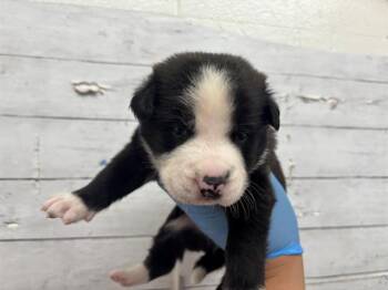 A597727 -  Australian Cattle Dog Blue Heeler Dog for Adoption in San Bernardino, California - A597727 | PetCurious