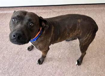 Pit Bull Terrier Dogs Available for Adoption in Brentwood, Missouri - SISSY | PetCurious