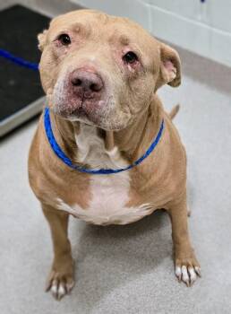 Rescue Pit Bull Terrier Dogs for Adoption in Lindenhurst, New York - 25-450 Chloe | PetCurious