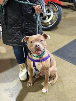 Beetle -  American Staffordshire Terrier Dog for Adoption in Westwood, New Jersey - Beetle | PetCurious