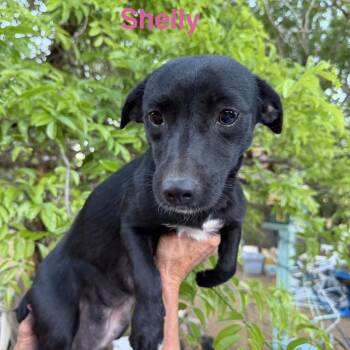 Chihuahua and Terrier Dogs Available for Adoption in Wadena, Minnesota - Shelly | PetCurious