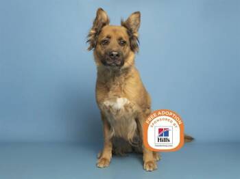 CELINE -  German Shepherd Dog and Mixed Breed Dog for Adoption in Phoenix, Arizona - CELINE | PetCurious