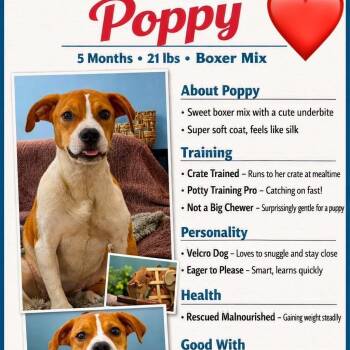 Poppy -  Boxer Dog for Adoption in Enterprise, Alabama - Poppy | PetCurious
