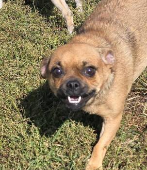 Rescue Pug Dogs for Adoption in Terre Haute, Indiana - Pepperoni | PetCurious