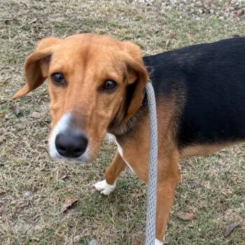 Rescue Treeing Walker Coonhound Dogs for Adoption in Millen, Georgia - Millie | PetCurious