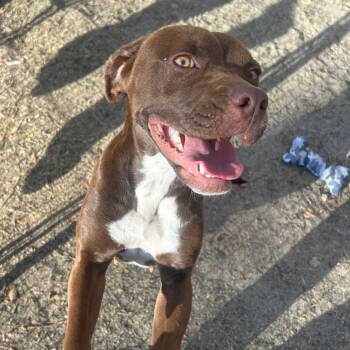 Rescue Chocolate Labrador Retriever and Mixed Breed Dogs for Adoption in Quincy, Florida - COCOA | PetCurious