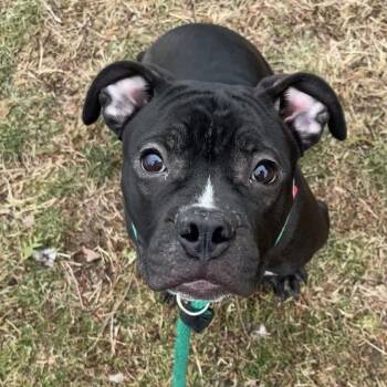 Mixed Breed Dogs Available for Adoption - Oliver | PetCurious